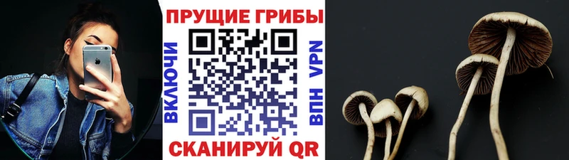 Галлюциногенные грибы Cubensis  блэк спрут зеркало  Октябрьск 